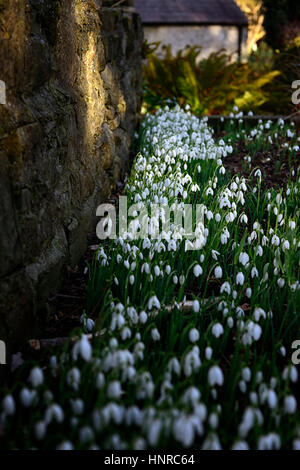 Galanthus Nivalis, weiß, Schneeglöckchen, Schneeglöckchen, wachsen, wachsen, Schutz, geschützt, Wand, Frühling, Blume, Blumen, Blüte, verklumpen, Primrose Hill, Luc Stockfoto