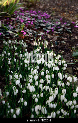 Cyclamen Coum, Blumen, lila, Galanthus Nivalis, Schneeglöckchen, Schneeglöckchen, Mischung, gemischt, Frühling, Blume, Blumen, Blüte, RM Floral Stockfoto