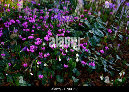 Cyclamen Coum, Blumen, lila, Galanthus Nivalis, Schneeglöckchen, Schneeglöckchen, Mischung, gemischt, Frühling, Blume, Blumen, Blüte, RM Floral Stockfoto