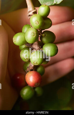 Landwirt grüne Kaffeebohnen überprüfen. Nahaufnahme von Kaffee Bauer Hand mit Rawgreen Bohnen Stockfoto