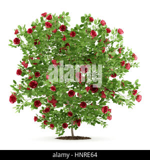 rote rose Strauch Pflanze auf weißem Hintergrund isoliert. 3D illustration Stockfoto