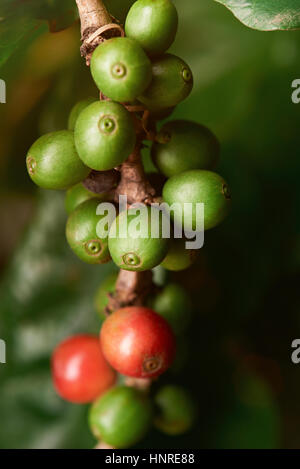 Gruppe von rohen grünen und roten Kaffeebohnen auf Ast Stockfoto