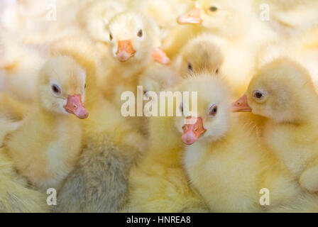 Kleine gelbe Entenküken Stockfoto