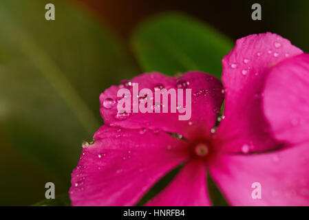 Wassertropfen auf Blume nach Regen hautnah Stockfoto