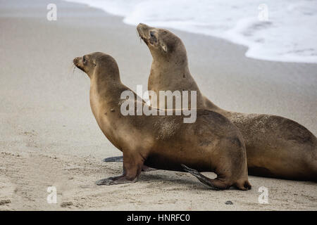 Seelöwen Aalen und Geselligkeit in La Jolla Cove, Kalifornien, USA Stockfoto