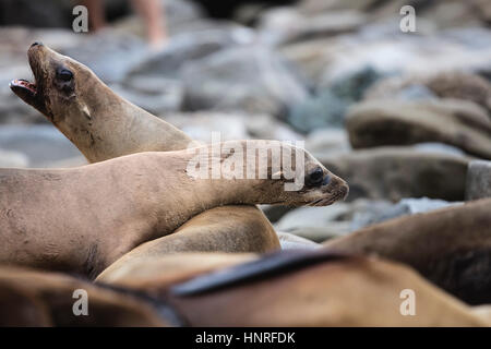 Seelöwen Aalen und Geselligkeit in La Jolla Cove, Kalifornien, USA Stockfoto