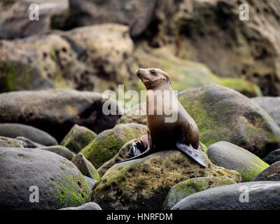 Seelöwen Aalen und Geselligkeit in La Jolla Cove, Kalifornien, USA Stockfoto