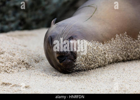 Seelöwen Aalen und Geselligkeit in La Jolla Cove, Kalifornien, USA Stockfoto