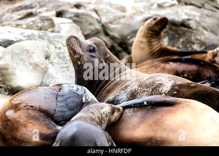 Seelöwen Aalen und Geselligkeit in La Jolla Cove, Kalifornien, USA Stockfoto