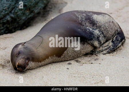 Seelöwen Aalen und Geselligkeit in La Jolla Cove, Kalifornien, USA Stockfoto