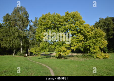 Köln, Deutschland - 31. August 2015 - Jogger, Spaziergänger und Radfahrer in städtischen Parks und Naherholungsgebiet in Köln nutzen Sie freie Zeit zur Erholung in Stockfoto