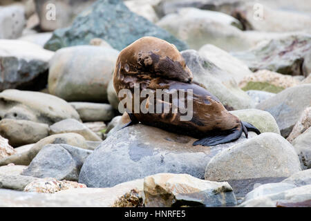 Seelöwen Aalen und Geselligkeit in La Jolla Cove, Kalifornien, USA Stockfoto