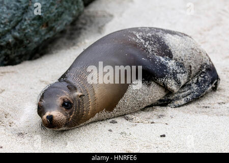 Seelöwen Aalen und Geselligkeit in La Jolla Cove, Kalifornien, USA Stockfoto