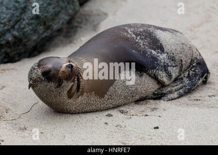 Seelöwen Aalen und Geselligkeit in La Jolla Cove, Kalifornien, USA Stockfoto