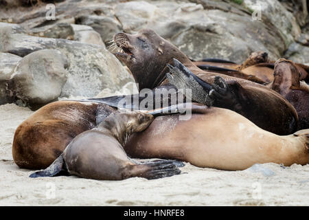 Seelöwen Aalen und Geselligkeit in La Jolla Cove, Kalifornien, USA Stockfoto