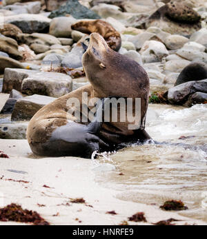 Seelöwen Aalen und Geselligkeit in La Jolla Cove, Kalifornien, USA Stockfoto