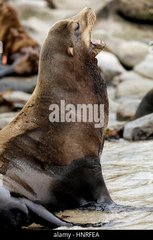 Seelöwen Aalen und Geselligkeit in La Jolla Cove, Kalifornien, USA Stockfoto