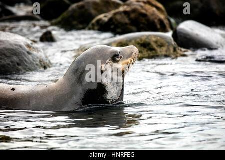 Seelöwen Aalen und Geselligkeit in La Jolla Cove, Kalifornien, USA Stockfoto