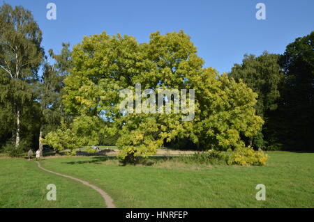 Köln, Deutschland - 31. August 2015 - Jogger, Spaziergänger und Radfahrer in städtischen Parks und Naherholungsgebiet in Köln nutzen Sie freie Zeit zur Erholung in Stockfoto