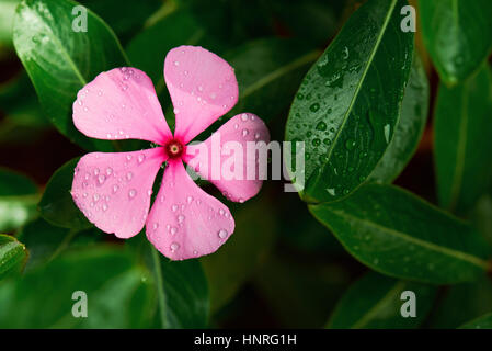 Rosa Blüte mit Tau Closeup. Makroaufnahme einer Blume in der Natur Stockfoto