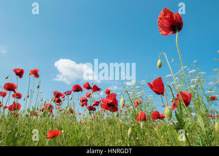 Brightly coloured poppies and other wild flowers in a meadow on a sunny day with blue sky in spring. Stockfoto