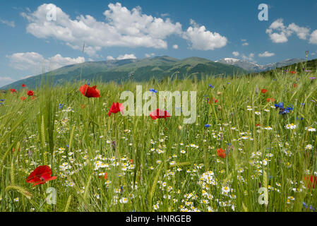 Schöne wilde Blumen wachsen in einem Feld von Gerste auf täglich frische Spigtime mit blauen Himmel und Whispy weißen Wolken. Stockfoto