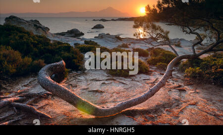 Die Sonne hinter dem Berg Athos auf der griechischen Küste von Chalkidiki über eine kurvige Kiefer scheint. Stockfoto