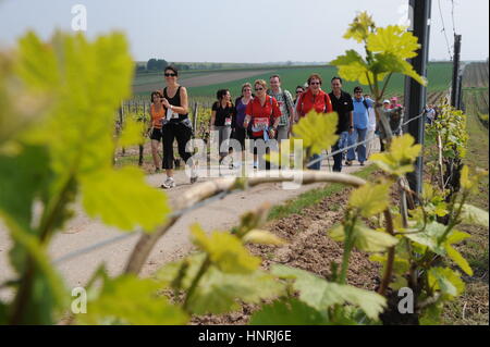 Geisenheim, Deutschland - 3. Mai 2009 - Wanderer Teilnahme an einen Wein Spaziergang vorbei an Reben in Rheingau Deutschland Stockfoto