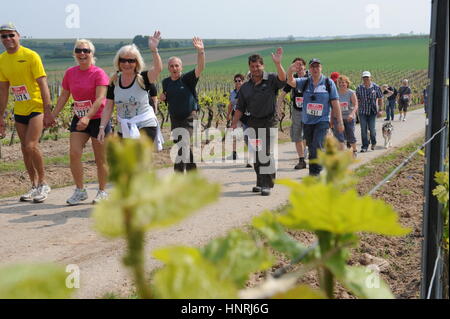 Geisenheim, Deutschland - 3. Mai 2009 - Wanderer Teilnahme an einen Wein Spaziergang vorbei an Reben in Rheingau Deutschland Stockfoto