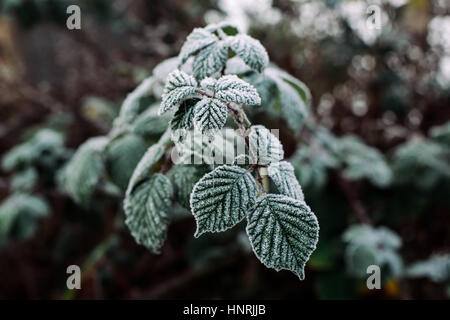 Nahaufnahme Schuss Frost auf einem Blackberry Busch Weinstock und Blätter an einem nebligen kalten Dezembermorgen in Broomfield Park, London, UK Stockfoto