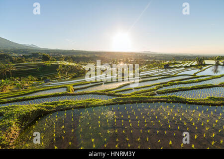 Schönen Sonnenaufgang über die Jatiluwih Reis-Terrassen in Bali, Indonesien Stockfoto