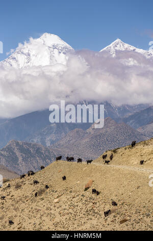 Schöne Berglandschaft mit weidenden Ziegen auf dem Weg von Muktinath nach Kagbeni im unteren Mustang District, Nepal. Stockfoto