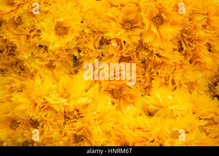 Ringelblume Blüten Nahaufnahme farbigen Hintergrund Stockfoto