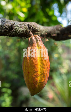 Kakaofrucht am Baum hängen Stockfoto