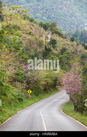 Blühende Sakura-Baum entlang der schönen Straße im Doi Ang Khang National Park, Nord-Thailand. Stockfoto