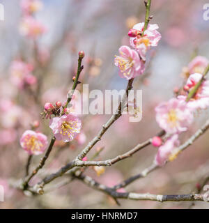 Rosa Sakura Kirschblüte Nahaufnahme Stockfoto