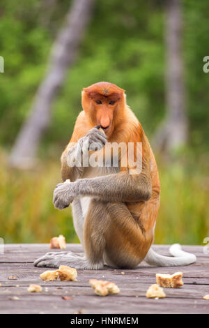 Proboscis Monkey (Nasalis Larvatus) von Borneo endemisch.  Frau sitzt auf der Fütterung Plattform. Stockfoto
