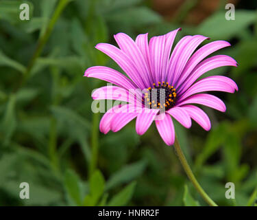 Ein lila Daisy hautnah. Die Daisy-Büsche ist eine Gattung von Blütenpflanzen, die Zugehörigkeit zu der Calenduleae, eines der kleineren Stämme der Sonnenblume Stockfoto