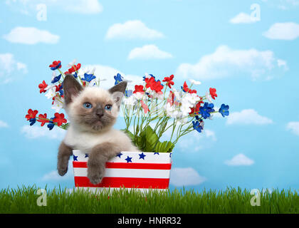 Kleine siamesische Kätzchen mit Munchkin Eigenschaften sitzen in einer rot-weiß gestreiften Box mit blauen Sternen in Rasen, blauen Hintergrund Himmel mit Wolken. R Stockfoto