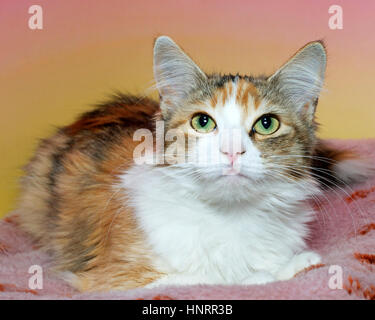 Calico Katze sitzt auf einer schmutzigen rosa Decke mit gelben und rosa strukturierten Hintergrund freut sich Stockfoto