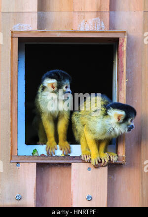 ZSL London Zoo, UK, 20. Dezember 2016. Eichhörnchen-Affen im Londoner Zoo "Meet the Monkeys" erforschen und nutzen die schnelle Tore ihrer Marke zu beenden Stockfoto