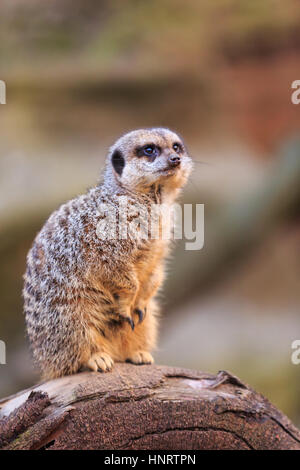 Nahaufnahme von niedlichen Erdmännchen Stockfoto