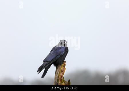 Eine Krähe, auch gemeinhin als Rabe (Corvus) Sitzstangen auf ein toter Baum Stockfoto