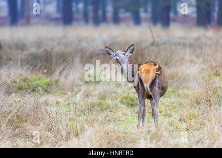 Damhirsch (dama dama), Weide im Wald Stockfoto