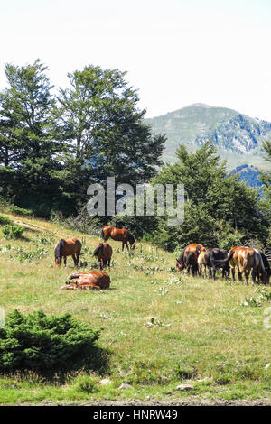 Wildpferde in d ' Aran in den katalanischen Pyrenäen, Spanien. Der Hauptkamm der Pyrenäen bildet eine Kluft zwischen Frankreich und Spanien, mit den Microstate des Stockfoto