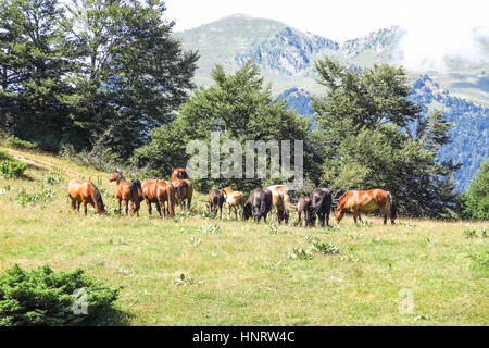 Wildpferde in d ' Aran in den katalanischen Pyrenäen, Spanien. Der Hauptkamm der Pyrenäen bildet eine Kluft zwischen Frankreich und Spanien, mit den Microstate des Stockfoto