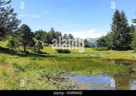 Wildpferde in d ' Aran in den katalanischen Pyrenäen, Spanien. Der Hauptkamm der Pyrenäen bildet eine Kluft zwischen Frankreich und Spanien, mit den Microstate des Stockfoto