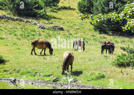 Wildpferde in d ' Aran in den katalanischen Pyrenäen, Spanien. Der Hauptkamm der Pyrenäen bildet eine Kluft zwischen Frankreich und Spanien, mit den Microstate des Stockfoto