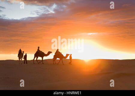 Tunisia.Douz. Wüste. Dromedare Stockfoto