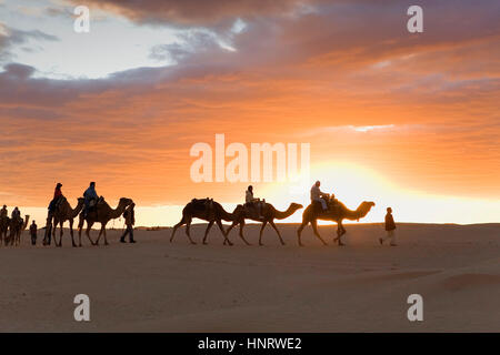 Tunisia.Douz. Wüste. Dromedare Stockfoto